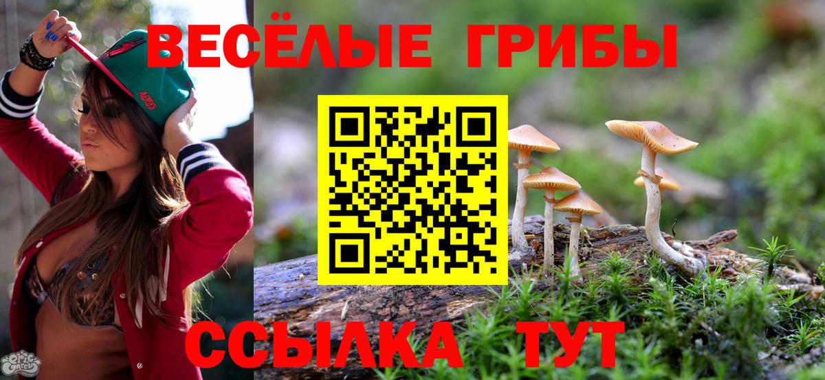 Псилоцибиновые грибы Psilocybe Калининград